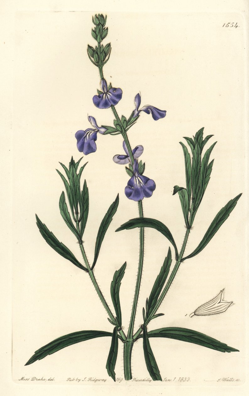 Blå salvia - Grässalvia, Salvia azurea (Smalbladig salvia, Salvia angustifolia). Handkolorerad kopparstick av S. Watts efter en illustration av Miss Sarah Drake från Sydenham Edwards