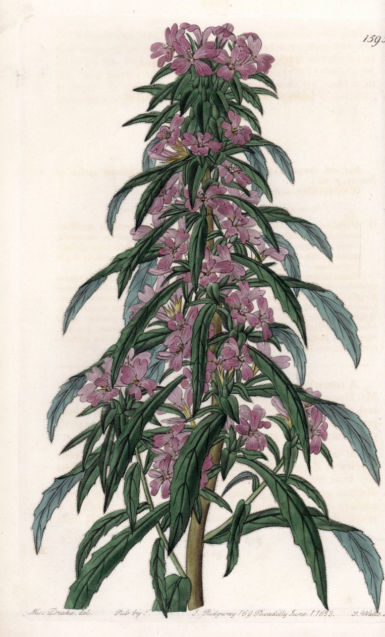 Boisduvalia variete, tätblommig epilob - Graverad tavla av S.Watts, från en illustration av Sarah Anne Drake (1803-1857), från Botanical Register of Sydenham Edwards (1768-1819), England av Sydenham Teast Edwards