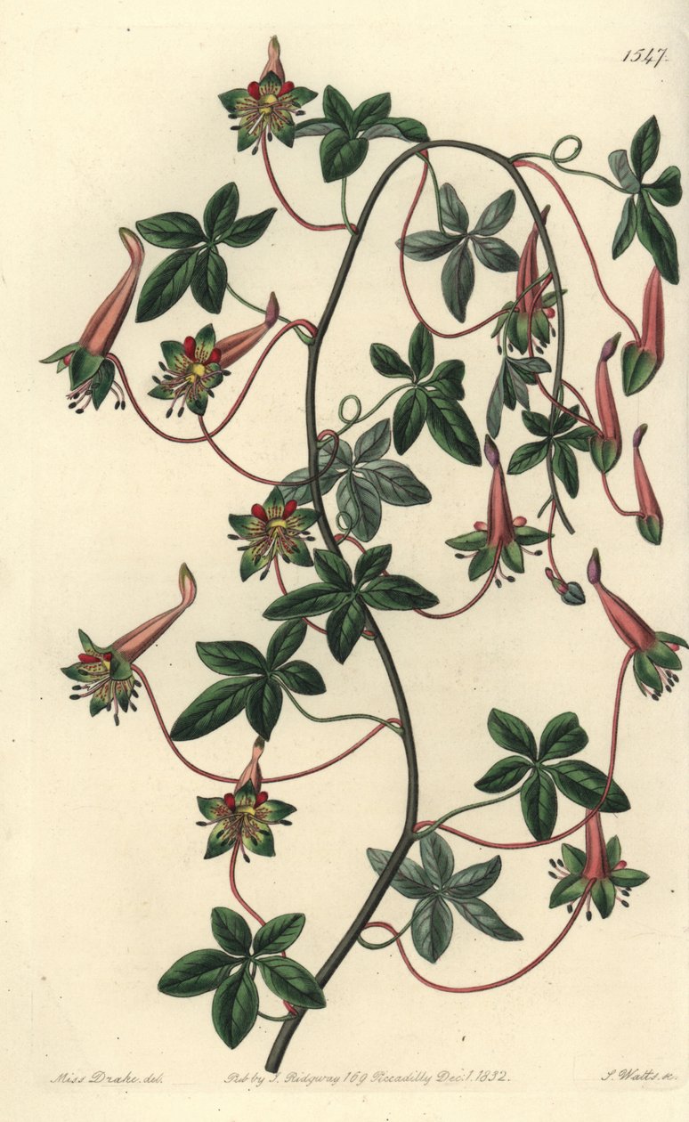 Bolivias Capuchin - Fembladig tropaeoleum, Tropaeoleum pentaphyllum. Handkolorerad kopparstick av S. Watts efter en illustration av Miss Sarah Drake från Sydenham Edwards