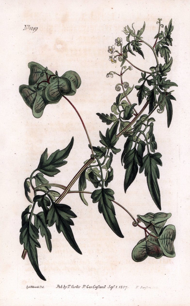 Botanik: kardiosperm eller hjärtärter. Slät hjärtfrö eller ballongväxt, Cardiospermum halicacabum. Handfärgad kopparstick av F. Sansom från en illustration av Sydenham Edwards från William Curtis