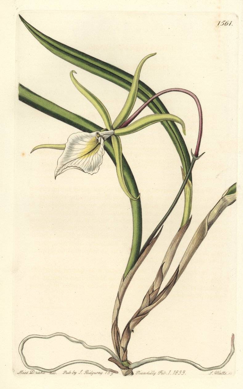 Brassavola perrinii (Perrins brasavola, Brasavola perrinii). Handkolorerad kopparstick av S. Watts efter en illustration av Miss Sarah Drake från Sydenham Edwards