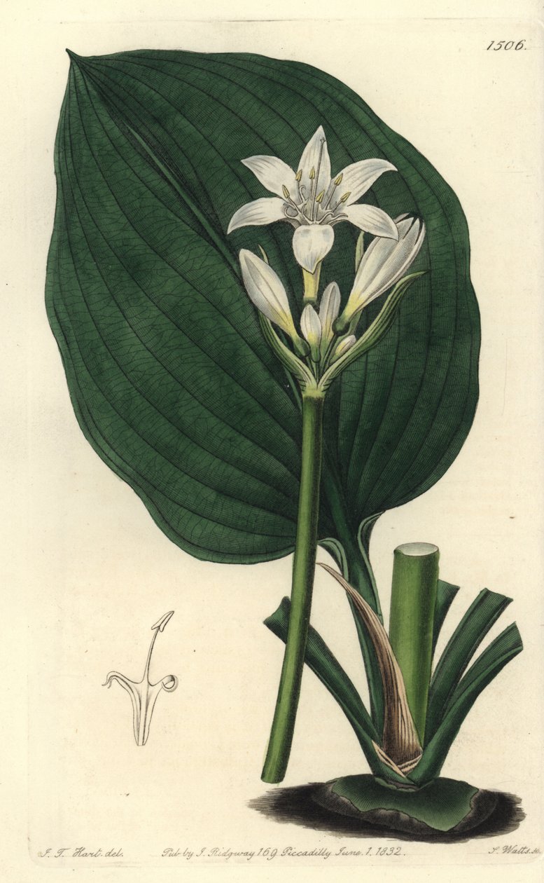 Brisbanelilja, Proiphys cunninghamii (Mr Cunninghams eurycles, Eurycles cunninghamii). Handkolorerad kopparstick av S. Watts efter illustration av J.T. Hart från Sydenham Edwards