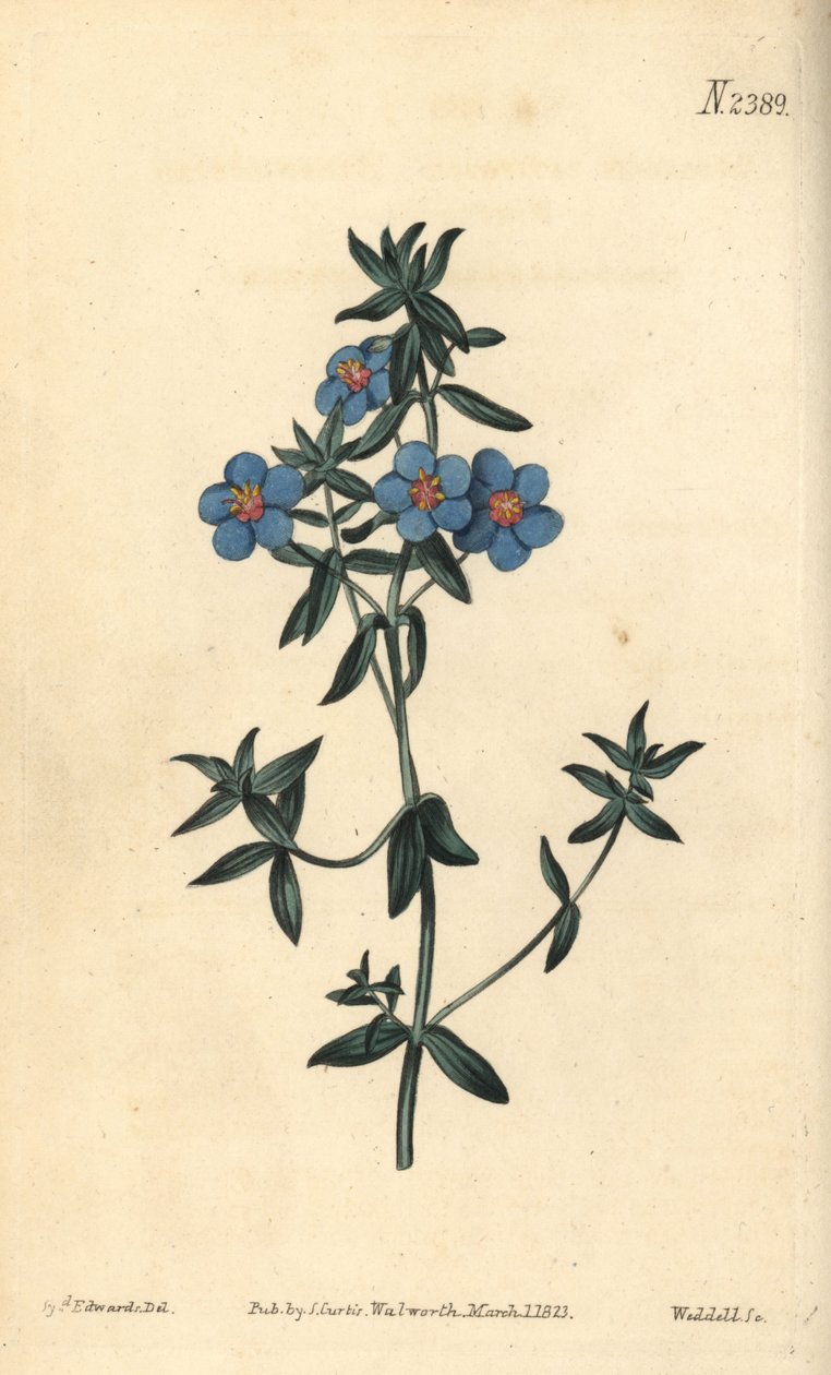 Bredbladig pimpernel, Anagallis latifolia. Handfärgad kopparstick av Weddell efter en botanisk illustration av Sydenham Edwards från William Curtis