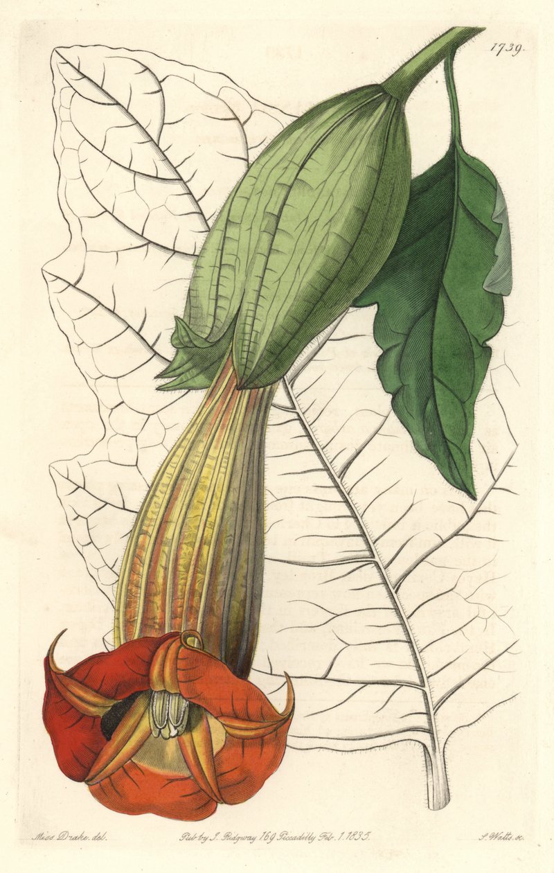 Brugmansia ecarlate eller trumpet of angels ecarlate, infödd i Sydamerika - Strong water av S. Watts från en illustration av Sarah Anne Drake (1803-1857), från det botaniska registret av Sydenham Teast Edwards