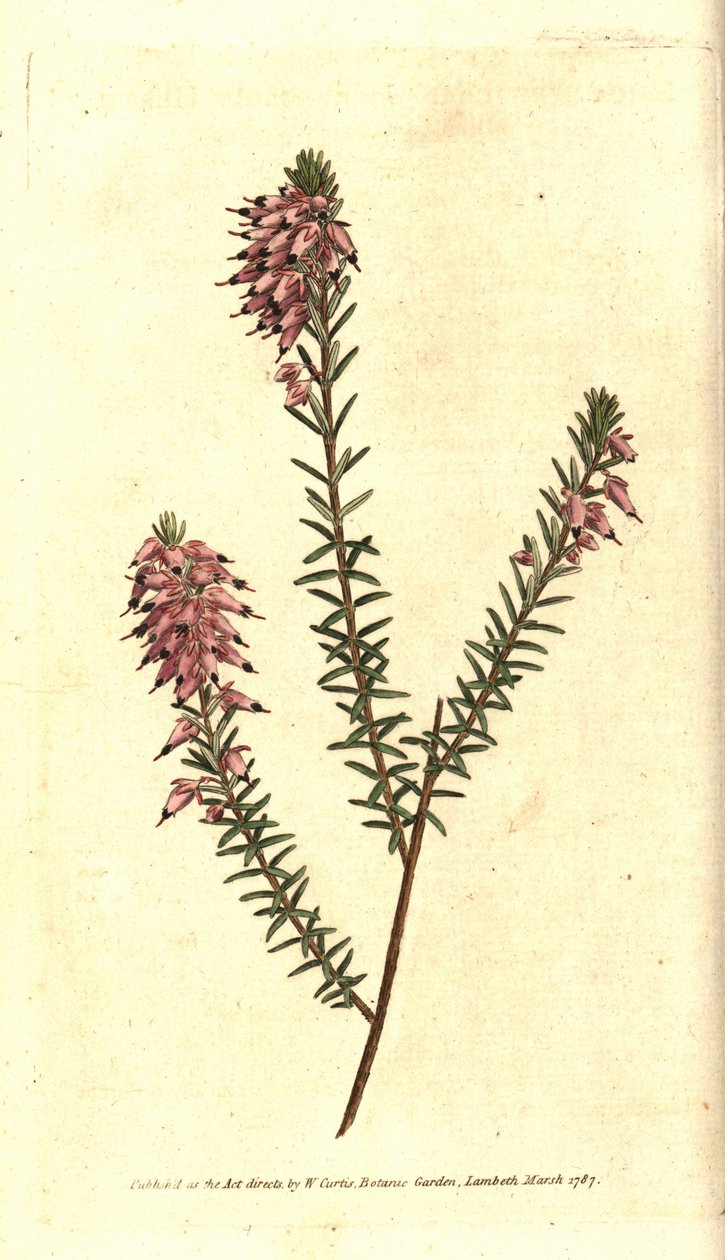 Bruyere carnee, Bruyere färg av kött, Bruyere of the snow eller Bruyere of the Alps - Örtartad hed, Erica herbacea. Handkolorerad kopparstick efter en botanisk illustration av Sydenham Edwards från William Curtis