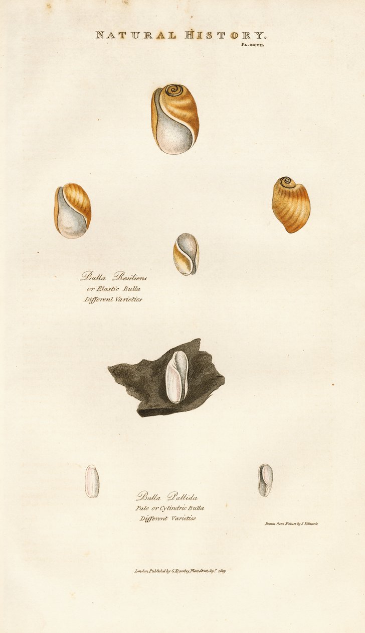 Bubbelsnäckor av olika arter av Sydenham Teast Edwards