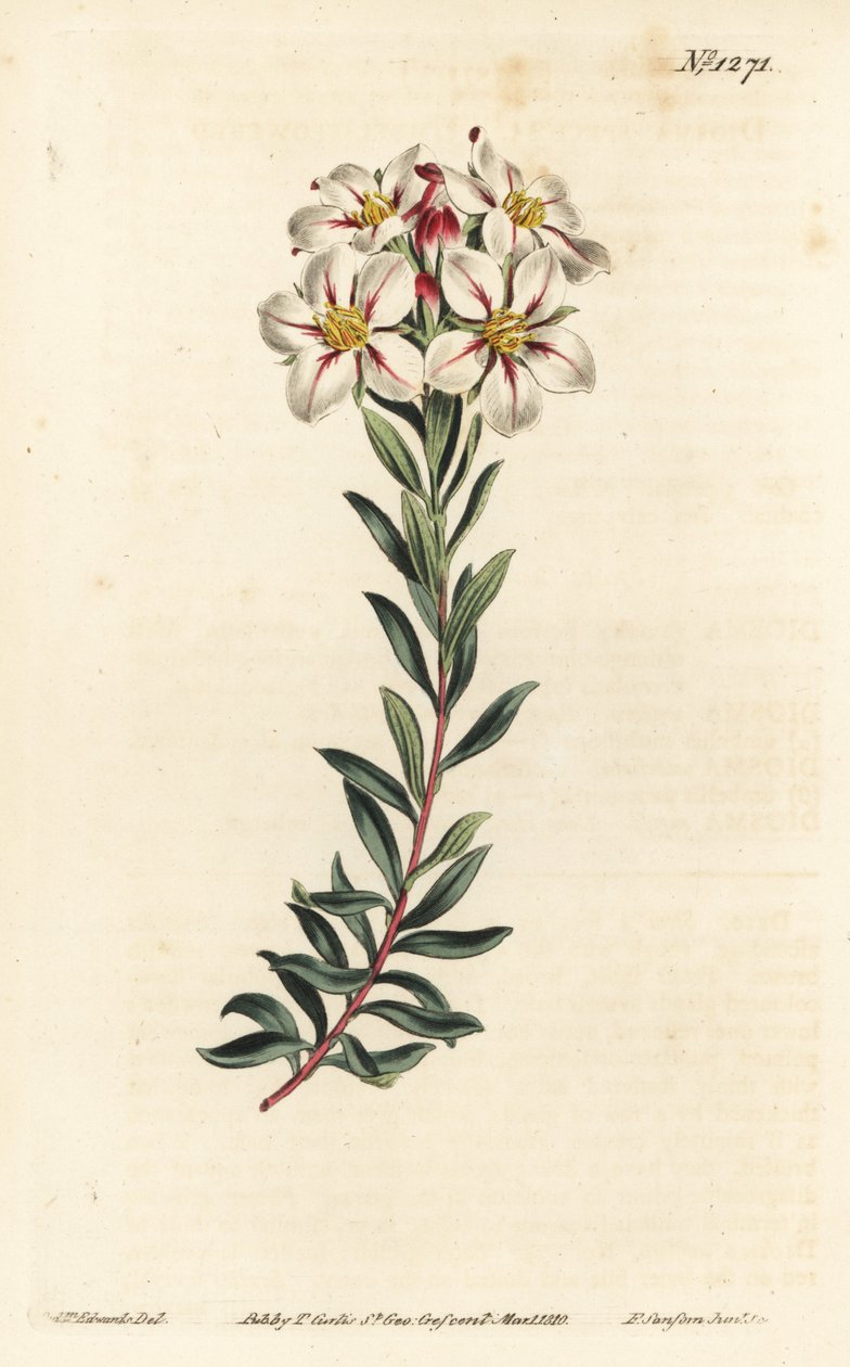 Buchu, Adenandra villosa (Umbel-flowered diosma, Diosma speciosa) - Handkolorerad kopparstick av F. Sansom Jr. efter en illustration av Sydenham Edwards från William Curtis