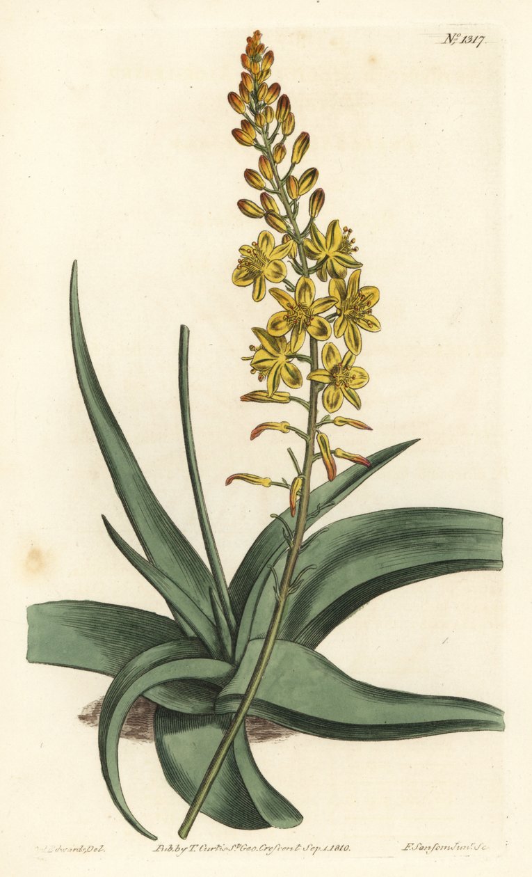 Bulbine variete - Bulbine alooides (Aloe-leaved anthericum, Anthericum alooides). Handkolorerad kopparstick av F. Sansom Jr. efter en illustration av Sydenham Edwards från William Curtis