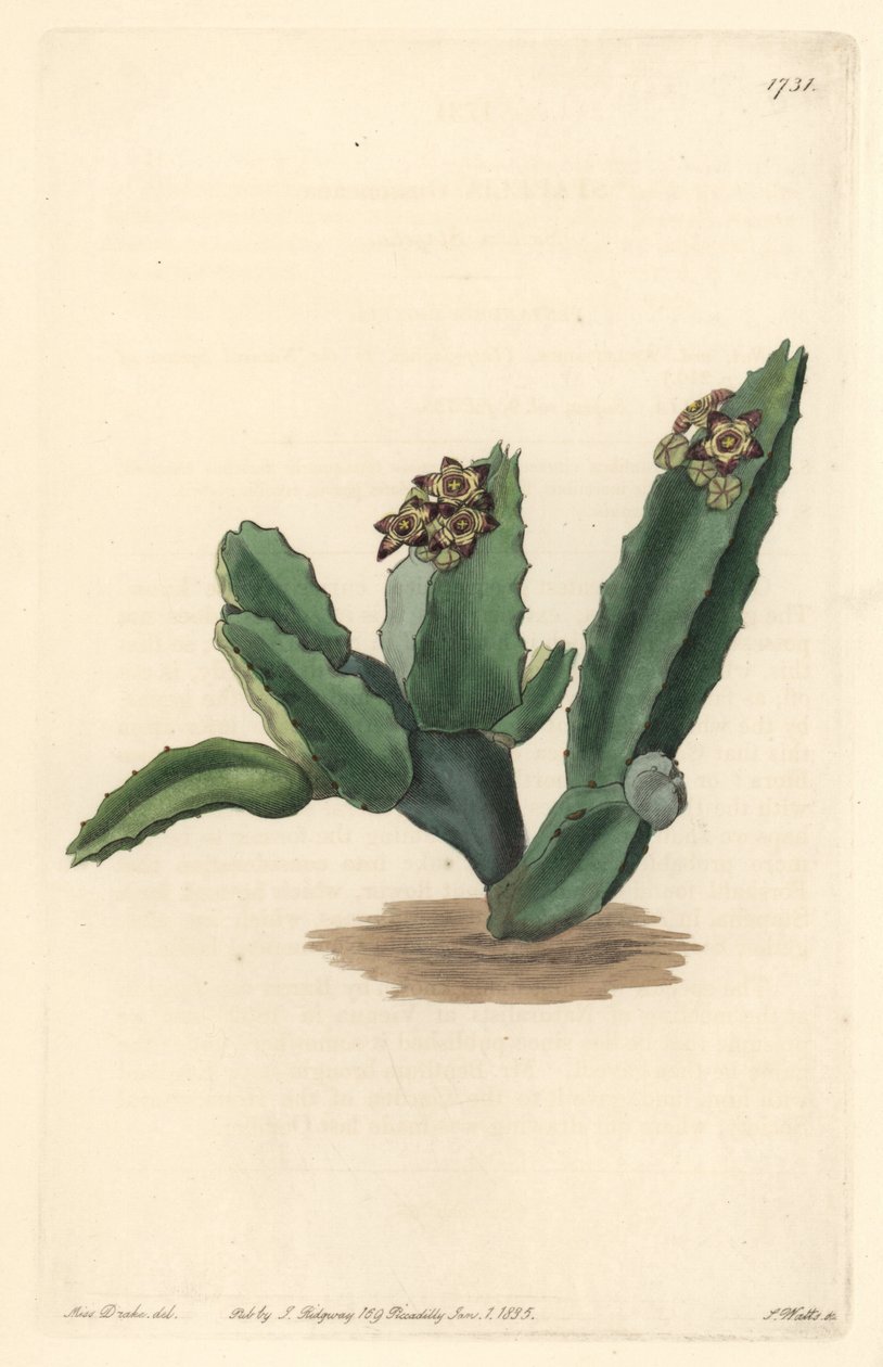 Cactus Caralluma, infödd på Sicilien - Strong water av S. Watts från en illustration av Sarah Anne Drake (1803-1857), från Botanical Register av Sydenham Teast Edwards