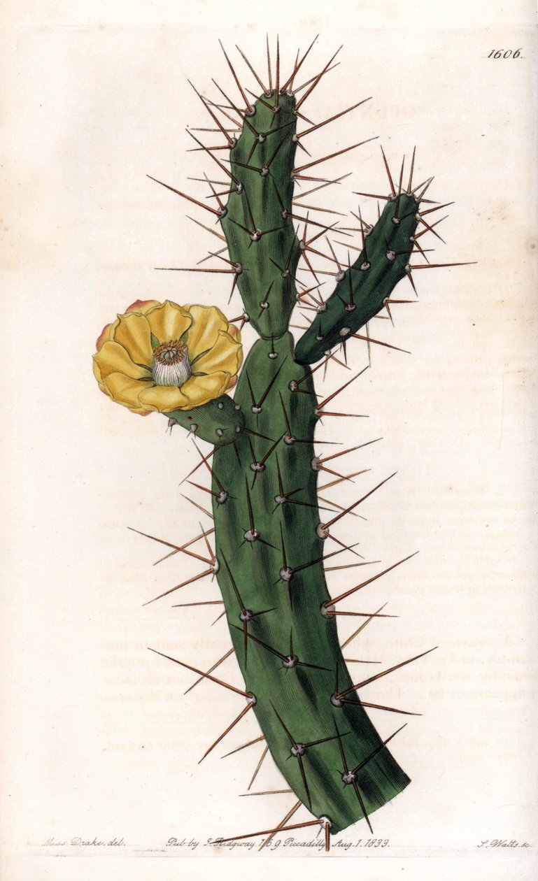 Kaktusartikel, variant av taggiga fikonträd - Tallrik graverad av S.Watts, från en illustration av Sarah Anne Drake (1803-1857), från Botanical Register of Sydenham Edwards (1768-1819), England av Sydenham Teast Edwards