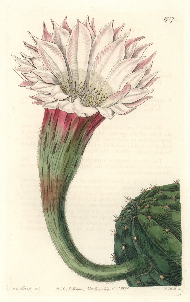 Kaktus sjöborre eller boll av Moses, i blom, infödd i Brasilien - Strong water av S. Watts från en illustration av Sarah Anne Drake (1803-1857), från Botanical Register av Sydenham Teast Edwards