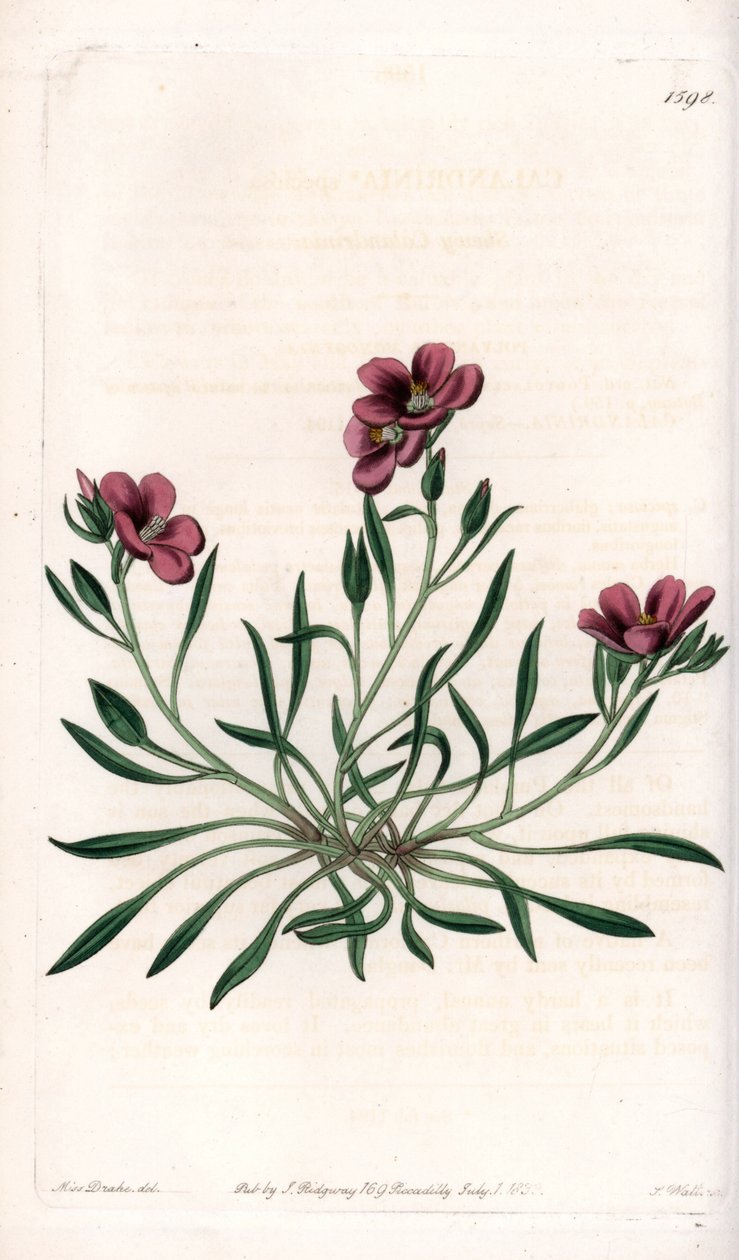 Calandrinia variete, infödd i Amerika - Tallrik graverad av S.Watts, från en illustration av Sarah Anne Drake (1803-1857), från Botanical Register of Sydenham Edwards (1768-1819), England av Sydenham Teast Edwards