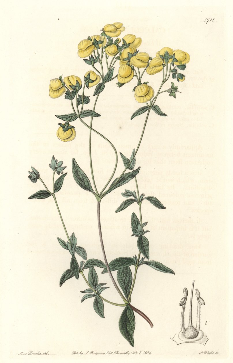 Calceolaire eller liten damtoffel, infödd i Chile - Water forte av S. Watts efter en illustration av Sarah Anne Drake (1803-1857), från Botanical Register av Sydenham Teast Edwards
