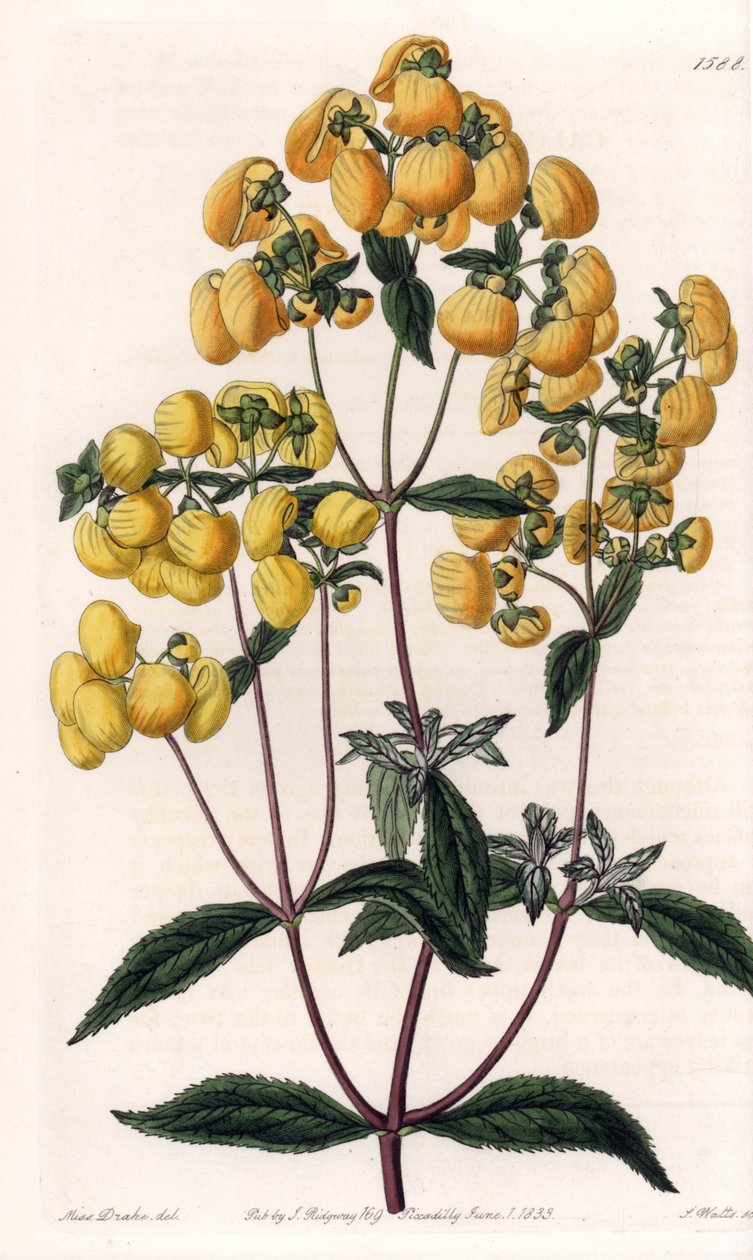 Calceolaire rugosa - Tallrik graverad av S.Watts, baserad på en illustration av Sarah Anne Drake (1803-1857), från Botanical Register of Sydenham Edwards (1768-1819), England av Sydenham Teast Edwards
