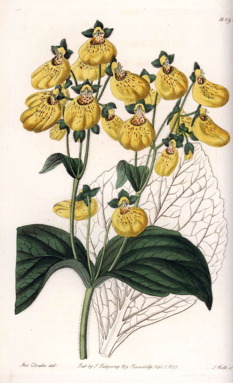 Calceolary eller liten toffel, med gula blommor - Graverad tavla av S.Watts, från en illustration av Sarah Anne Drake (1803-1857), från Botanical Register of Sydenham Edwards (1768-1819), England av Sydenham Teast Edwards