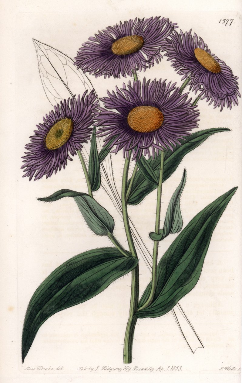 California Erigeron - Plåt graverad av S.Watts, från en illustration av Sarah Anne Drake (1803-1857), från Botanical Register of Sydenham Edwards (1768-1819), England av Sydenham Teast Edwards