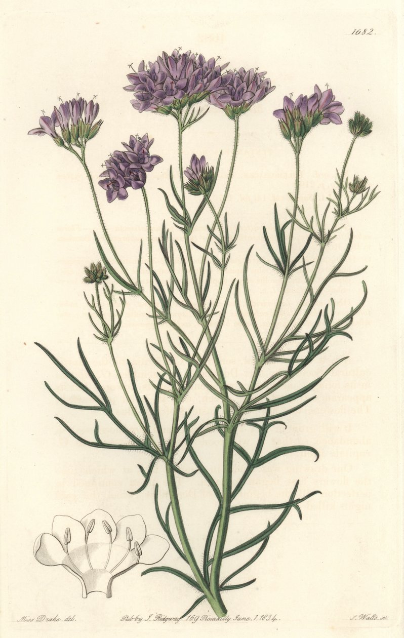 California Gilia - S. Watts Strong Water från en illustration av Sarah Anne Drake (1803-1857), från Botanical Register av Sydenham Teast Edwards