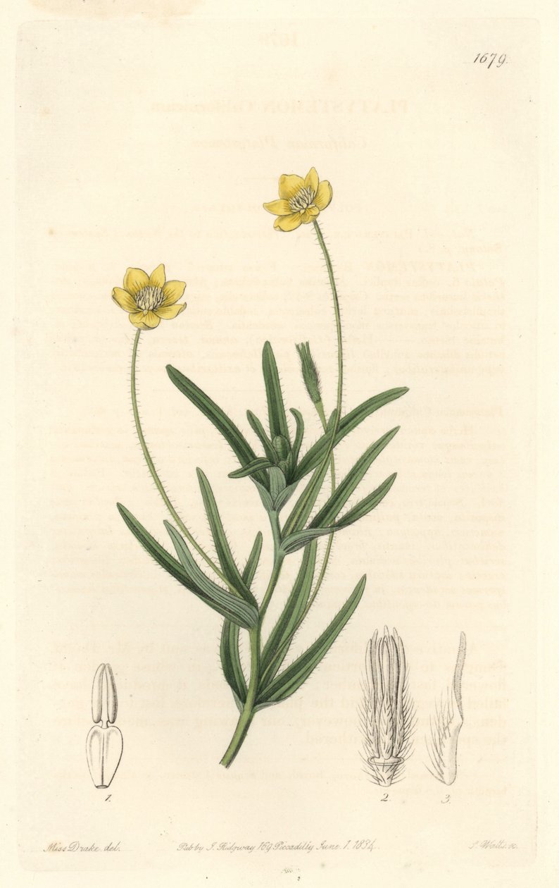 California Platystemon - S. Watts Strong Water från en illustration av Sarah Anne Drake (1803-1857), från Botanical Register av Sydenham Teast Edwards