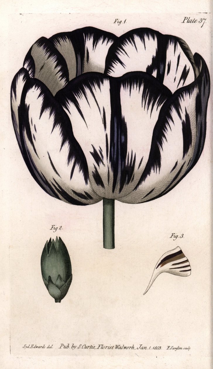 Calisse av tulpan och nejlika giroflee eller nejlika florister. Färgad kopparstick, illustration av Sydenham Edwards (1768-1819) för Conferences of Botanical, Botanical Garden of Lambeth (England) av Sydenham Teast Edwards