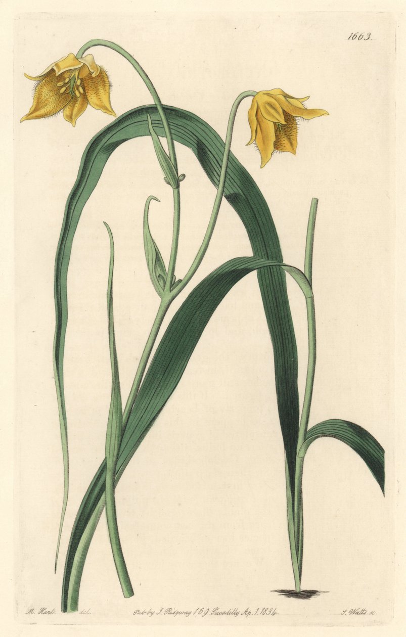 Calochortus (mariposa) eller cyclobothre med ljusgula blommor, infödd i Mexiko - Strong water av S. Watts från en illustration av Sarah Anne Drake (1803-1857), från det botaniska registret av Sydenham Teast Edwards