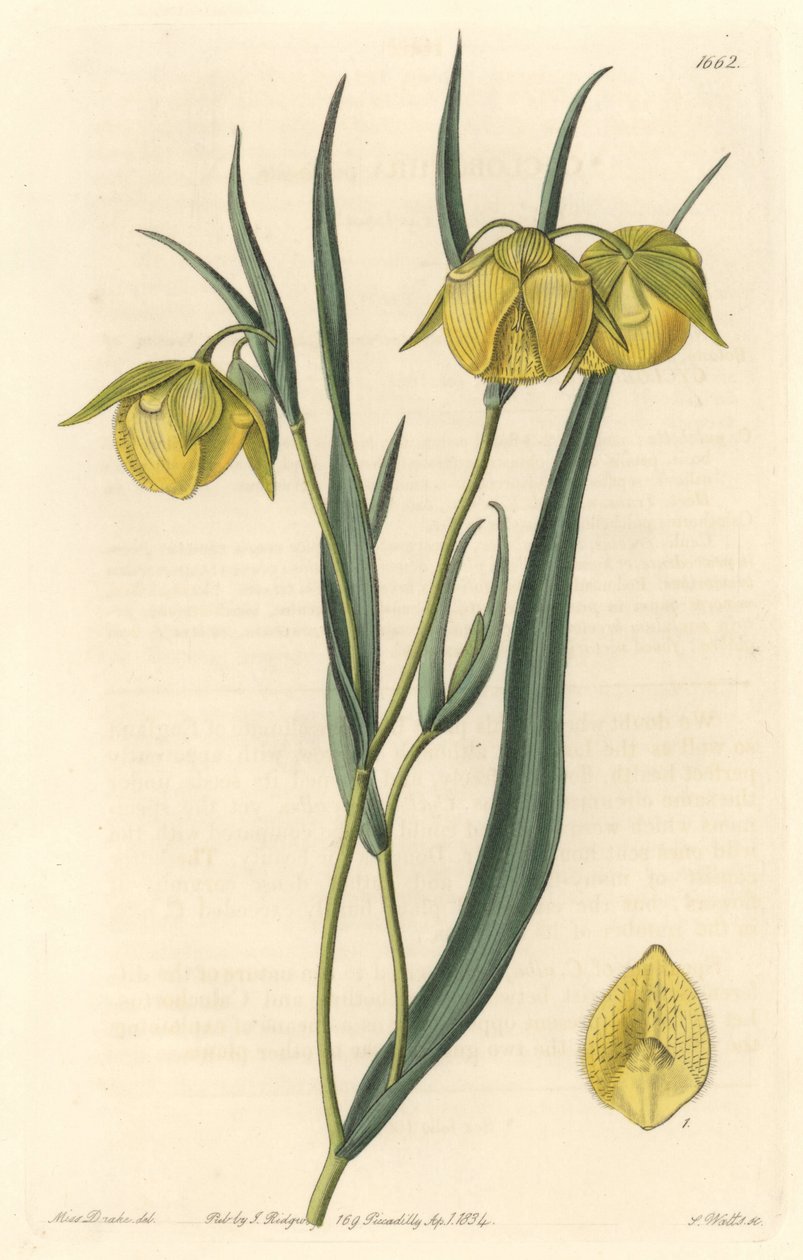 Calochortus (mariposa) eller cyclobothre med gula blommor, hemma i Kalifornien - S. Watts starkt vatten från en illustration av Sarah Anne Drake (1803-1857), från det botaniska registret av Sydenham Teast Edwards