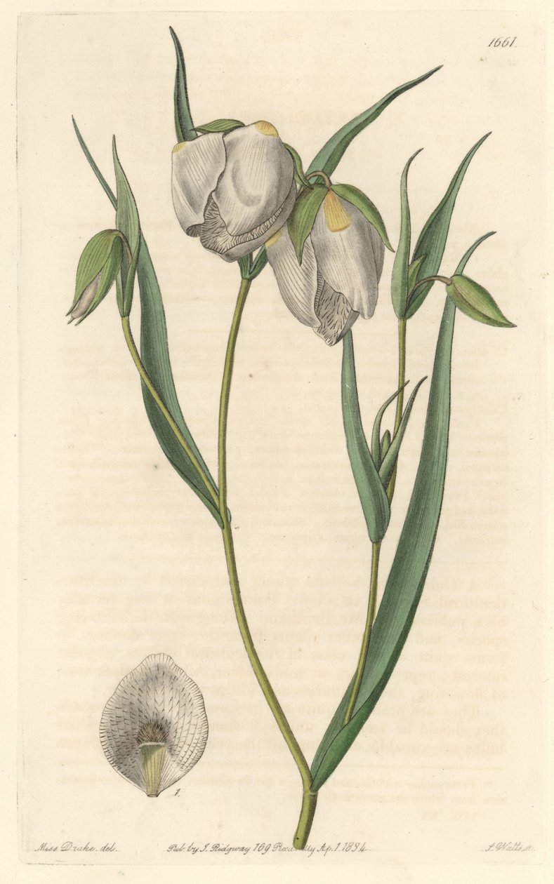 Calochorte (mariposa) eller vitblommig cyclobothre, infödd i Kalifornien - S. Watts starkt vatten från en illustration av Sarah Anne Drake (1803-1857), från det botaniska registret av Sydenham Teast Edwards