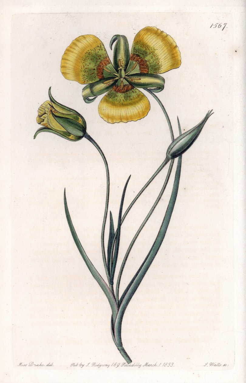 Calochortus har stora gula blommor - Graverad tavla av S.Watts, från en illustration av Sarah Anne Drake (1803-1857), från Botanical Register of Sydenham Edwards (1768-1819), England av Sydenham Teast Edwards