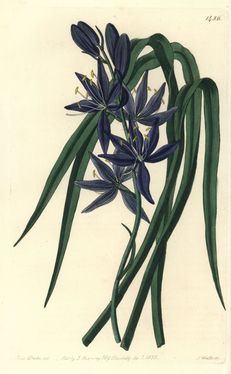 Camassie - Camash, Camassia quamash (ätbar quamash, Camassia esculenta). Handkolorerad kopparstick av S. Watts efter en illustration av Sarah Drake från Sydenham Edwards