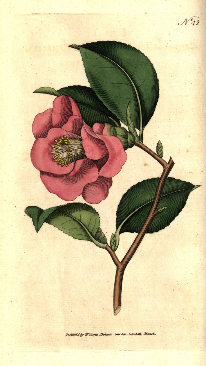 Camelia från Japan - Rose camellia, Camellia japonica. Handkolorerad kopparstick efter en botanisk illustration av James Sowerby från William Curtis