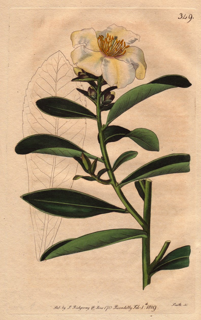Camellia (Camelias) Penang, en vit blomma tonad med gulaktig nyans till blomma. Camellia axillaris. Handfärgad kopparstick från en botanisk illustration av Sydenham Edwards från William Curtis "" Botanical Magazine"" 1790-1800. av Sydenham Teast Edwards
