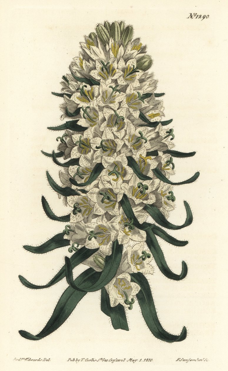 Campanula har vackra blommor - pyreneisk klockblomma, Campanula speciosa (Långspetsig klockblomma, Campanula thyrsoidea). Handfärgad kopparstick av F. Sansom Jr. efter en illustration av Sydenham Edwards från William Curtis