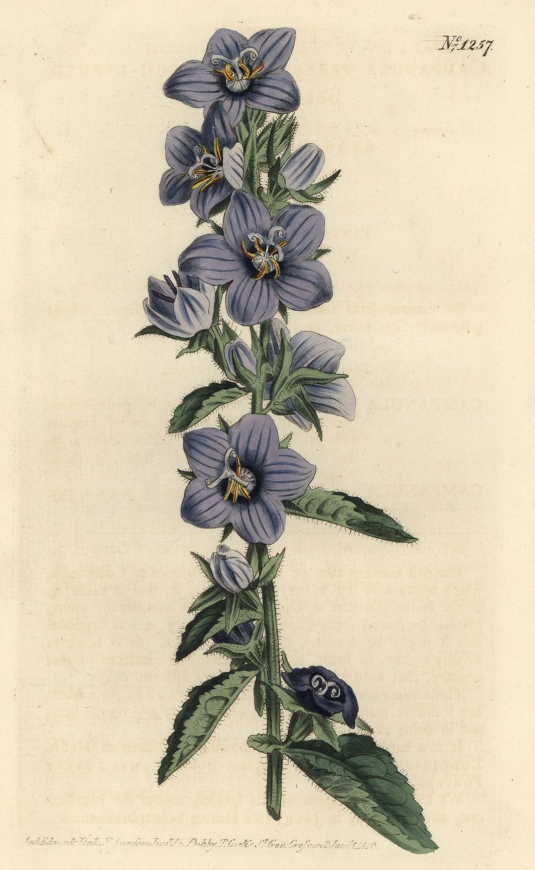 Campanule - Råbladig klockblomma, Campanula peregrina. Handkolorerat kopparstick av F. Sansom Jr. efter en illustration av Sydenham Edwards från William Curtis