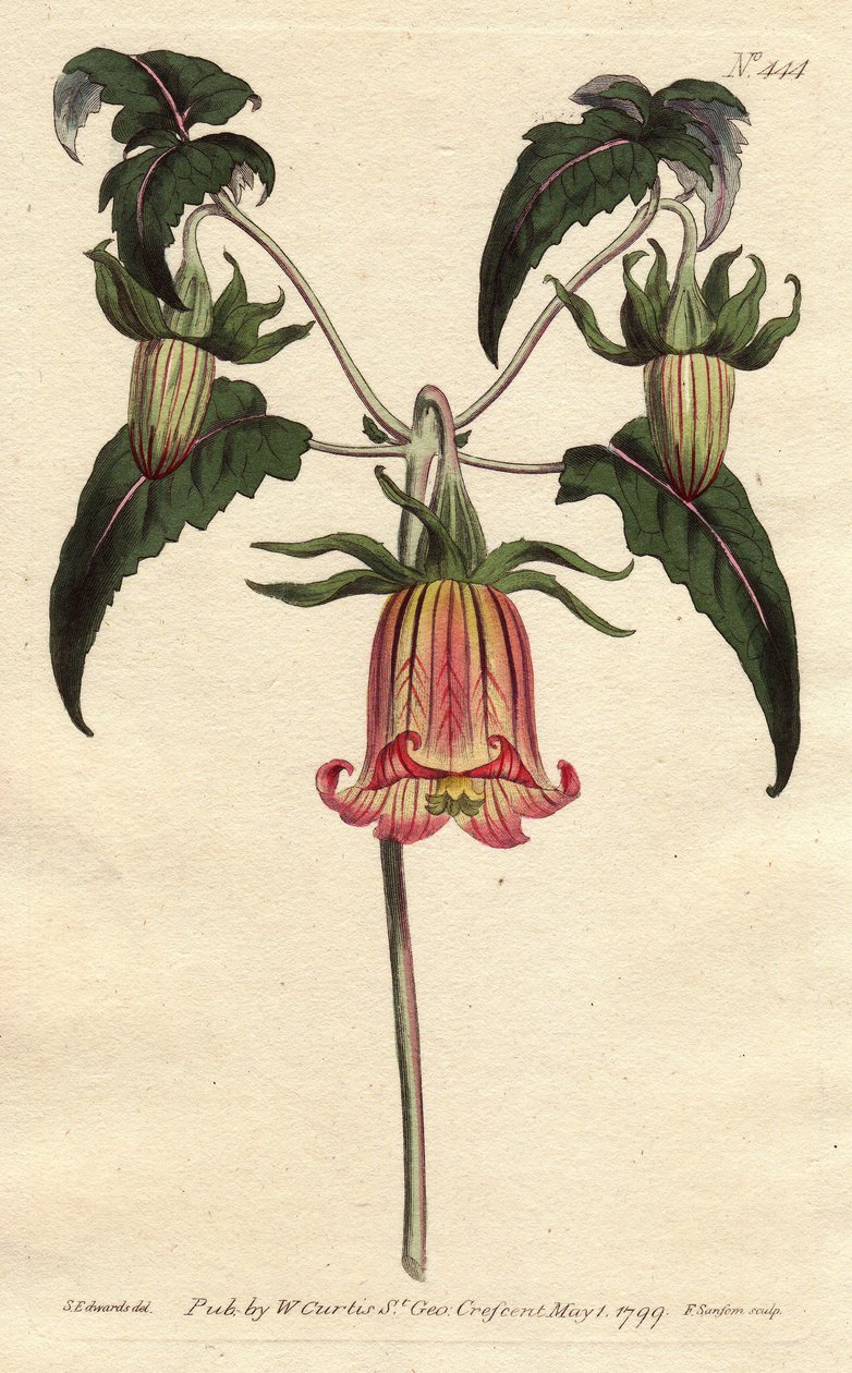Kanarieöarnas klocktorn, blomma i form av en fallande klocka, gul med rosa åder, ursprung Kanarieöarna. Kanariefågelblomma med rosa ådrade gula blommor hängande. En infödd på Kanarieöarna. Canarina campanula. Handfärgad kopparstick från av Sydenham Teast Edwards