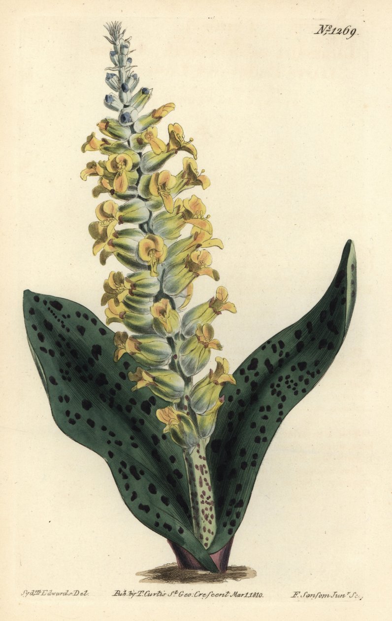 Cape Hyacinth (falsk orkidé) - Fläckbladiga orchis-liknande lachenalia, Lachenalia orchioides. Handkolorerad kopparstick av F. Sansom Jr. efter en illustration av Sydenham Edwards från William Curtis