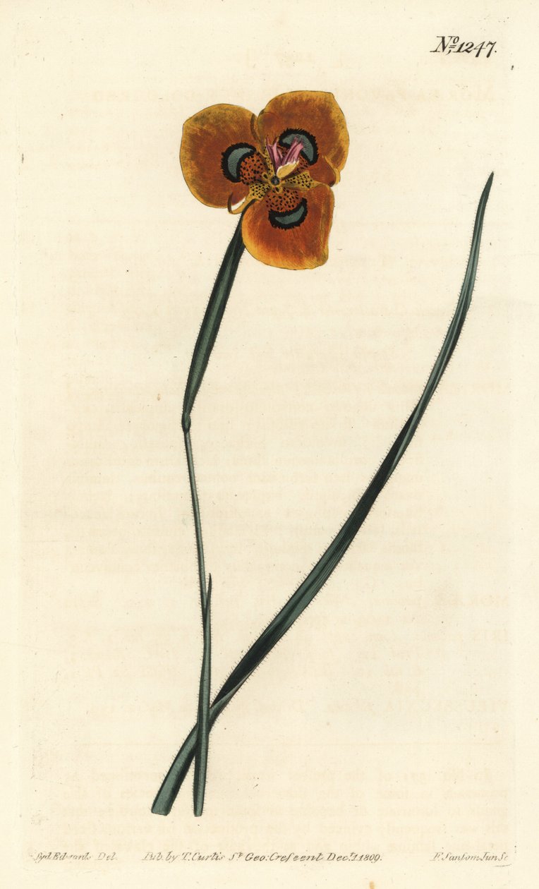 Cape Tulip - Orangefärgad moréa, Moraea tulbaghensis (Moraea pavonia). Handkolorerat kopparstick av F. Sansom Jr. efter en illustration av Sydenham Edwards från William Curtis