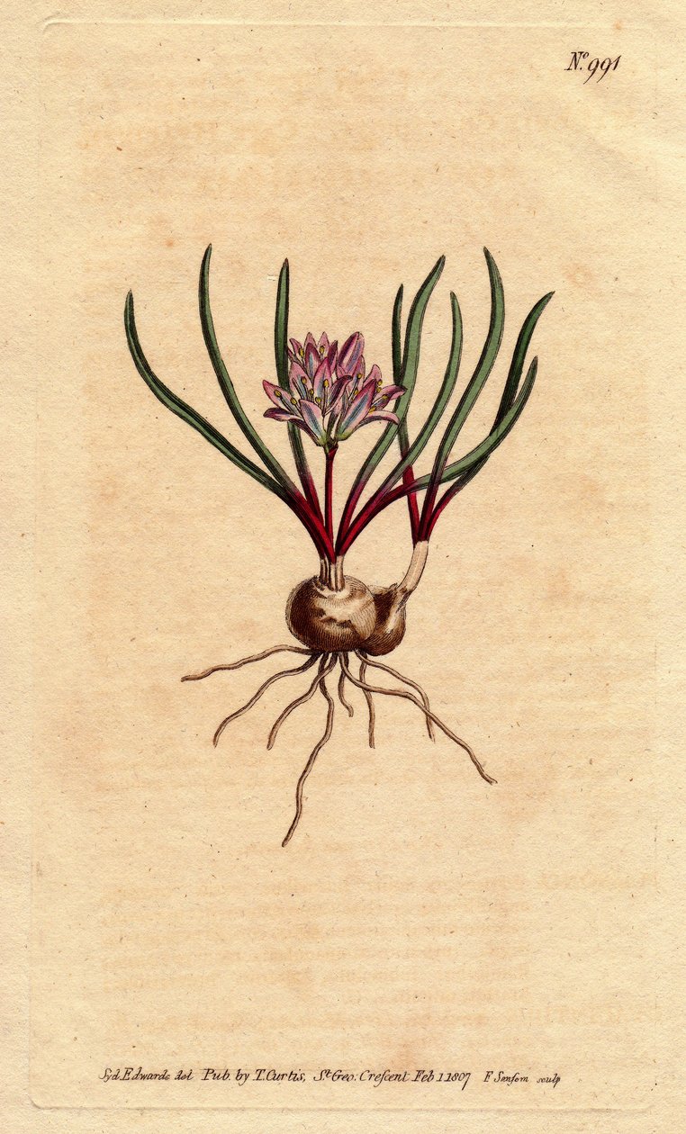 Kaphyacint, med lök, ecarlate blad och ljusrosa blomma. Cape Hyacinth, med lök, scharlakansröda blad och ljusrosa blommor. Polyzena corymbosa (Massonia corymbosa). Handkolorerad kopparstick från en botanisk illustration av Sydenham Edwards fr av Sydenham Teast Edwards
