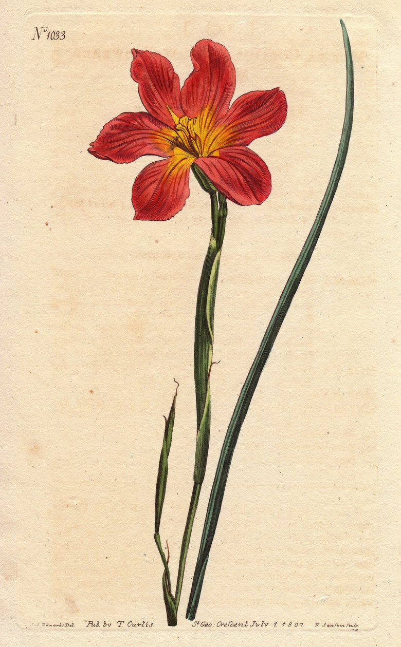 Kaptulpan, moraea har blommande halm och rosa lax. Halmfärgad lika blommig mora, laxrosa och gul Cape Tulip. Homeria collina (Moraea collina). Handfärgad kopparstick från en botanisk illustration av Sydenham Edwards från Will av Sydenham Teast Edwards