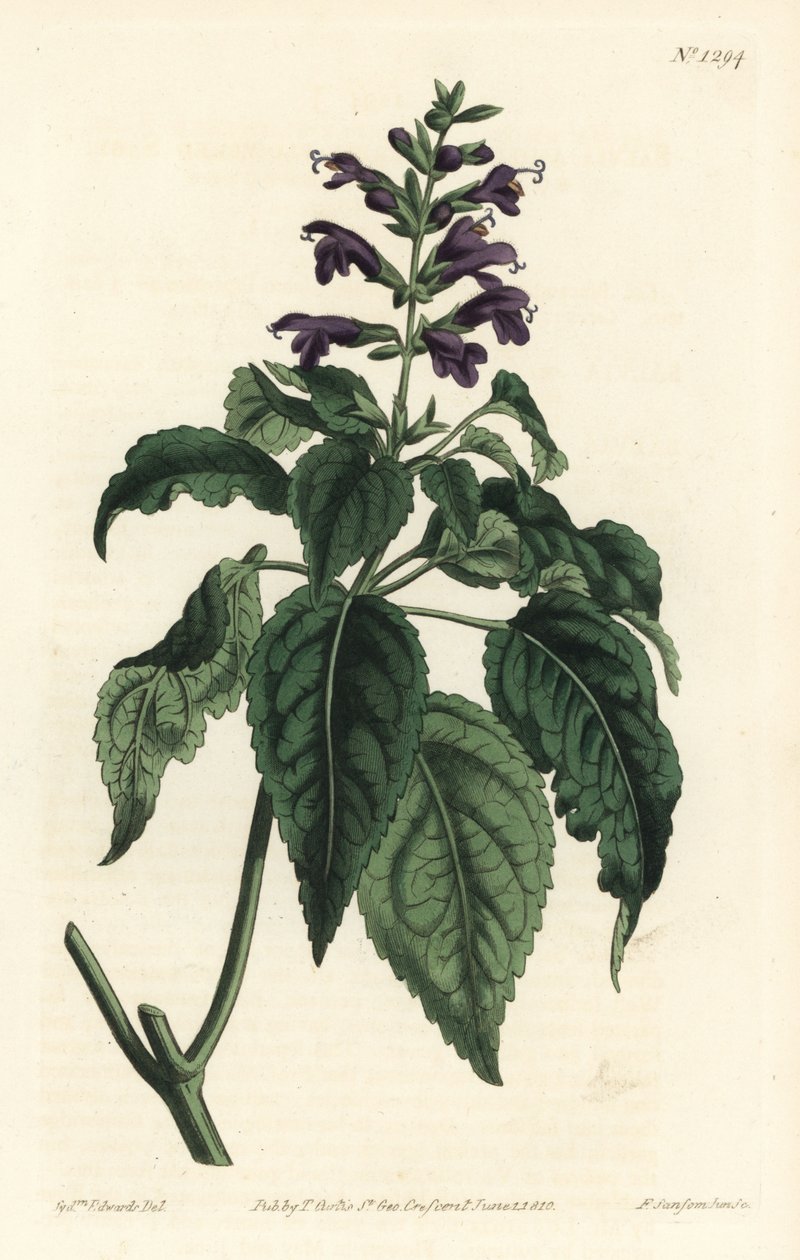 Karibisk salvia - Salvia lamiifolia (lilablommig salvia, Salvia amoena). Handkolorerad kopparstick av F. Sansom Jr. efter en illustration av Sydenham Edwards från William Curtis