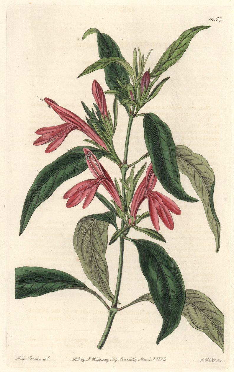 Karmantin, infödd i Brasilien - Water forte av S. Watts efter en illustration av Sarah Anne Drake (1803-1857), från Botanical Register. av Sydenham Teast Edwards