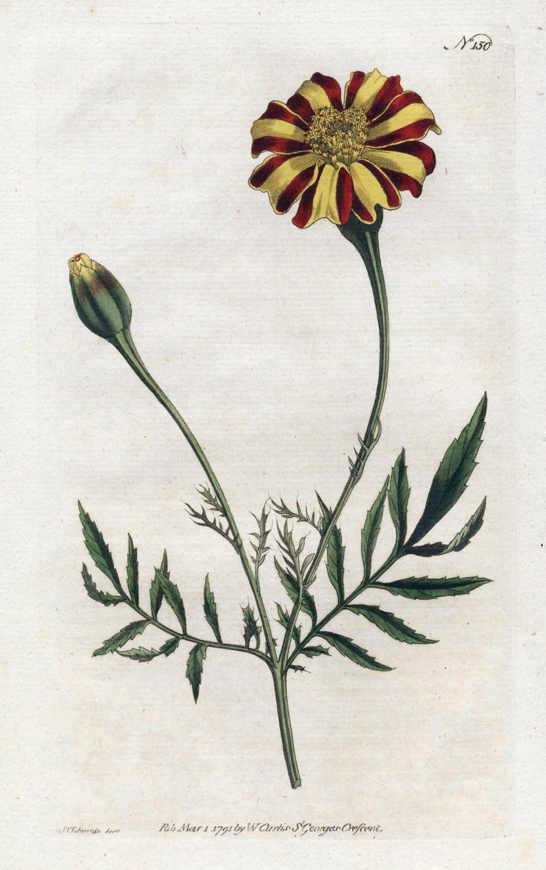 Carnation of India eller tagete etalee - Litografi av Sydenham Edwards (1768-1819), tallrik från Botanical Magazine av William Curtis (1746-1799) av Sydenham Teast Edwards