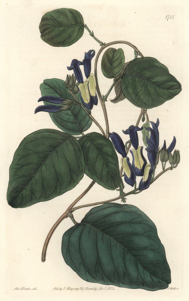 Caulinie noiratre, infödd i Australien - S. Watts starkt vatten från en illustration av Sarah Anne Drake (1803-1857), från det botaniska registret av Sydenham Teast Edwards