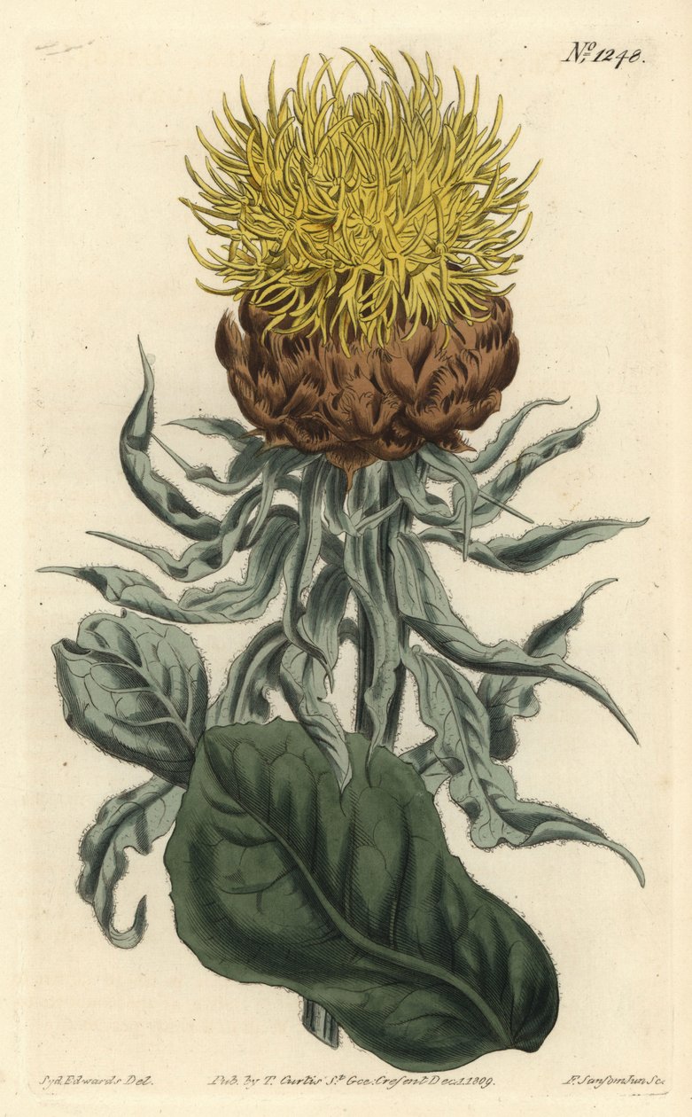 Centauree a grosse tête - Jätte knaggräs eller storhuvad gul centaury, Centaurea macrocephala. Handkolorerad kopparstick av F. Sansom Jr. efter en illustration av Sydenham Edwards från William Curtis