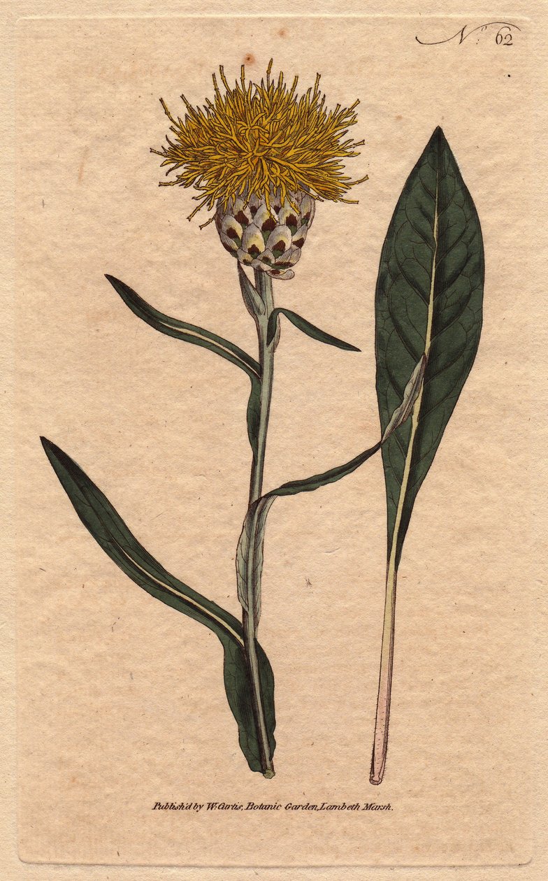 Centauree har pastellblad, med gul fluffig blomma. Orientalisk. Woadbladig centaurea med gula fluffiga blommor. En infödd i öst. Centaurea glastifolia. Handfärgad kopparstick från en botanisk illustration av Sydenham Edwards från William av Sydenham Teast Edwards
