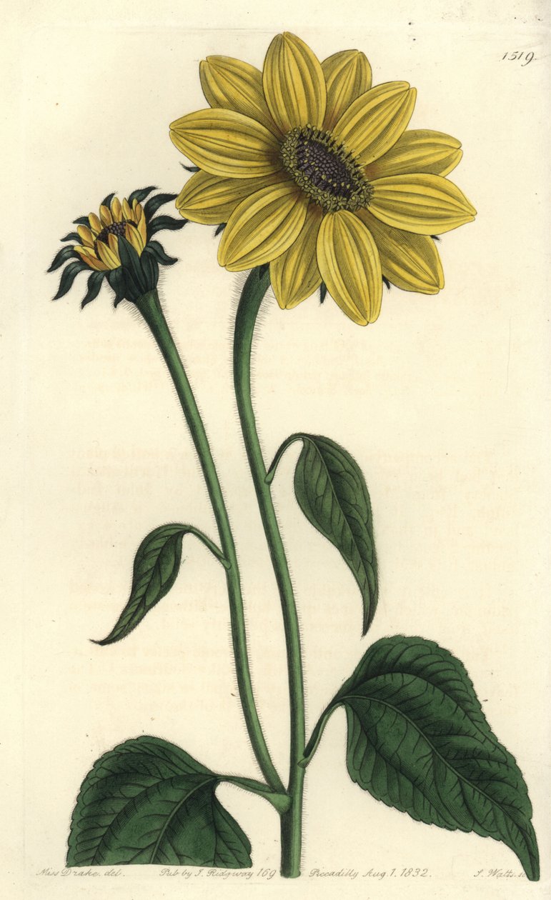 Centralamerikansk asteriacee variete - Tithonia tubaeformis (Trumpetskaftad solros, Helianthus tubaeformis). Handkolorerad kopparstick av S. Watts efter en illustration av Miss Sarah Drake från Sydenham Edwards