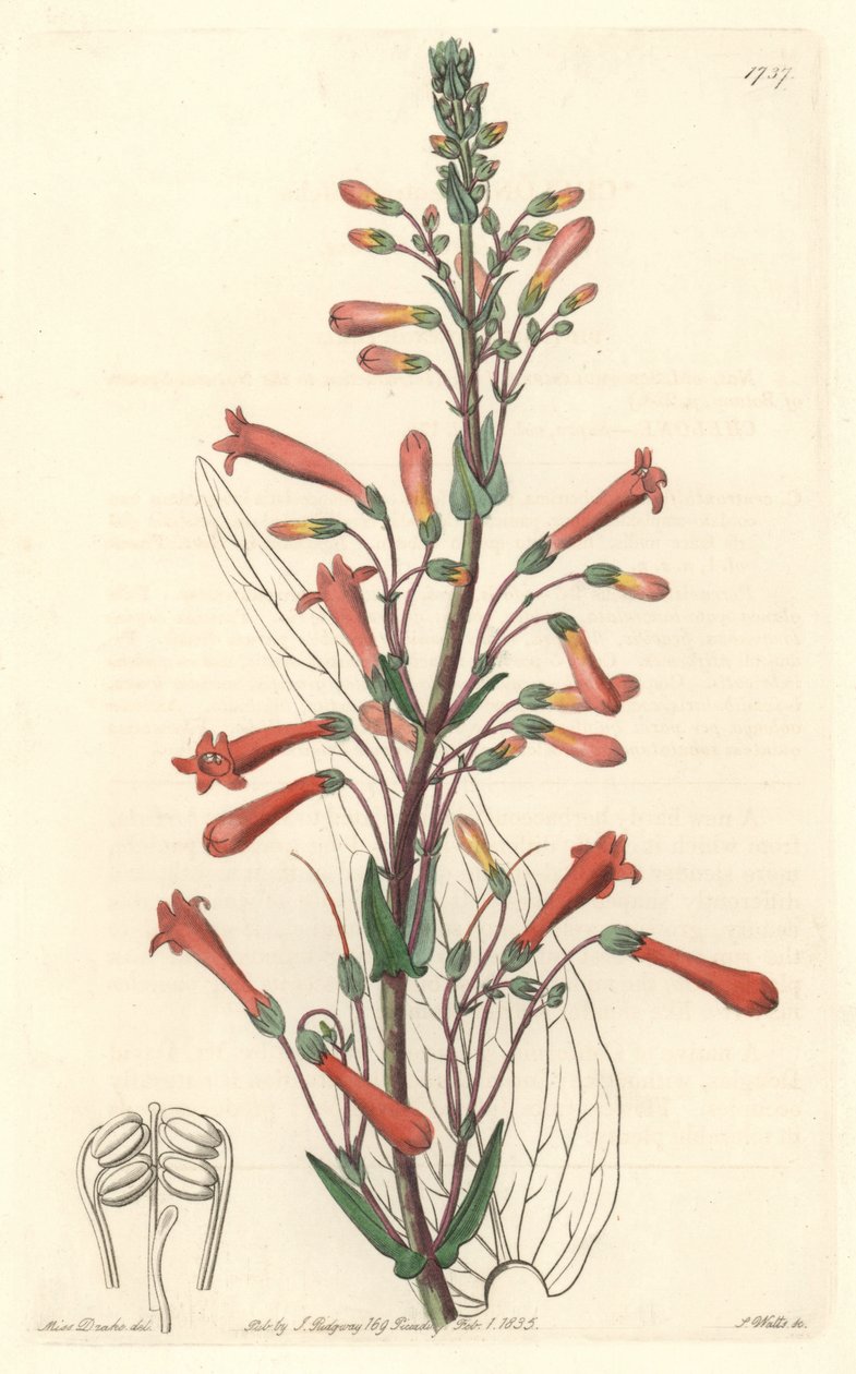 Chelone (eller Galane) har valerianablad, hemma i Kalifornien - S. Watts starkt vatten från en illustration av Sarah Anne Drake (1803-1857), från Botanical Register av Sydenham Teast Edwards