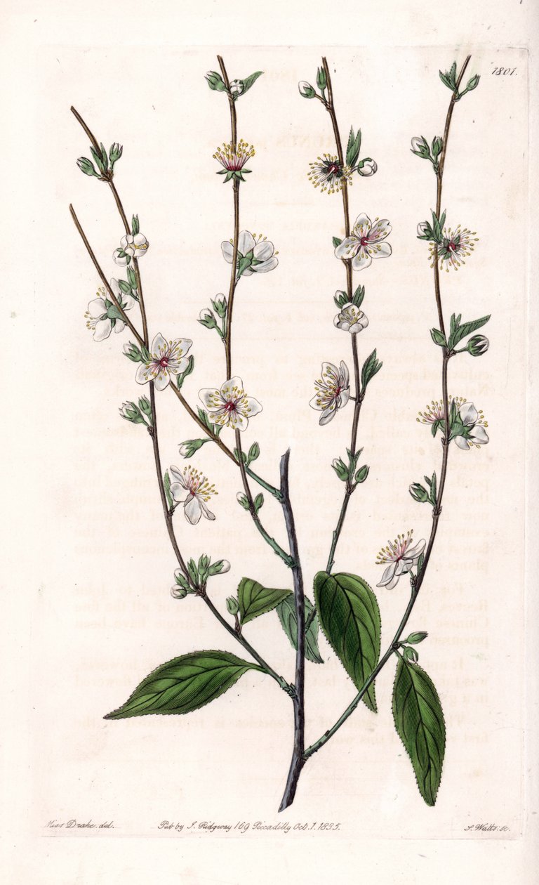 Körsbärsträd - Graverad tavla av S.Watts, från en illustration av Sarah Anne Drake (1803-1857), från Botanical Register of Sydenham Edwards (1768-1819), England av Sydenham Teast Edwards