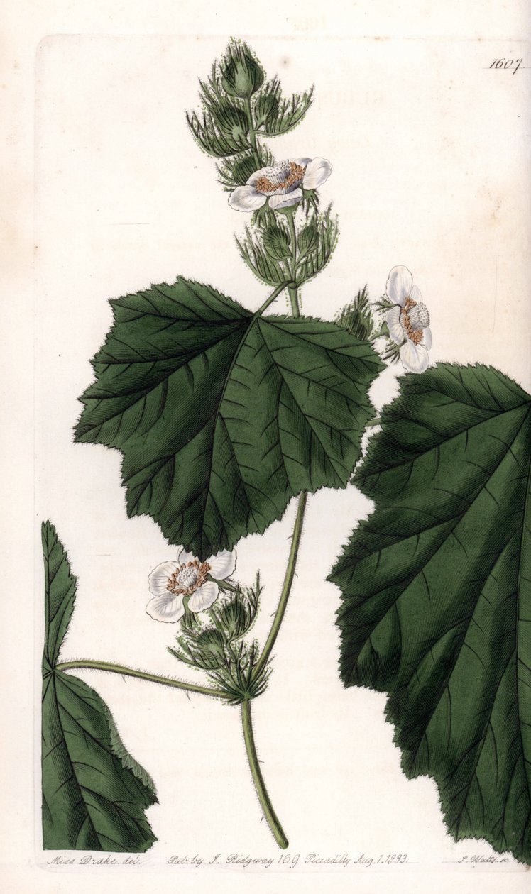 Chestnut vine - Tallrik graverad av S.Watts, från en illustration av Sarah Anne Drake (1803-1857), från Botanical Register of Sydenham Edwards (1768-1819), England av Sydenham Teast Edwards