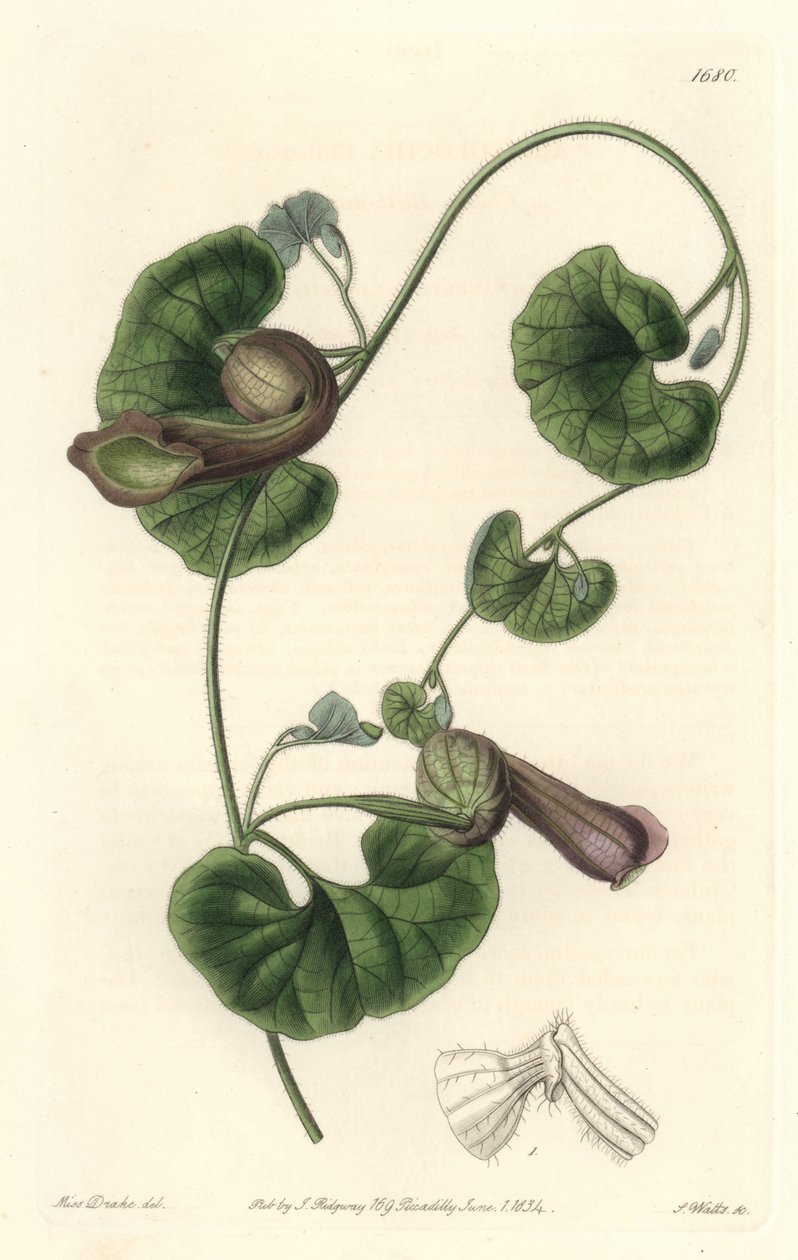Chilenska Aristoloche eller Fox Ears - S. Watts Strong Water från en illustration av Sarah Anne Drake (1803-1857), från Botanical Register av Sydenham Teast Edwards