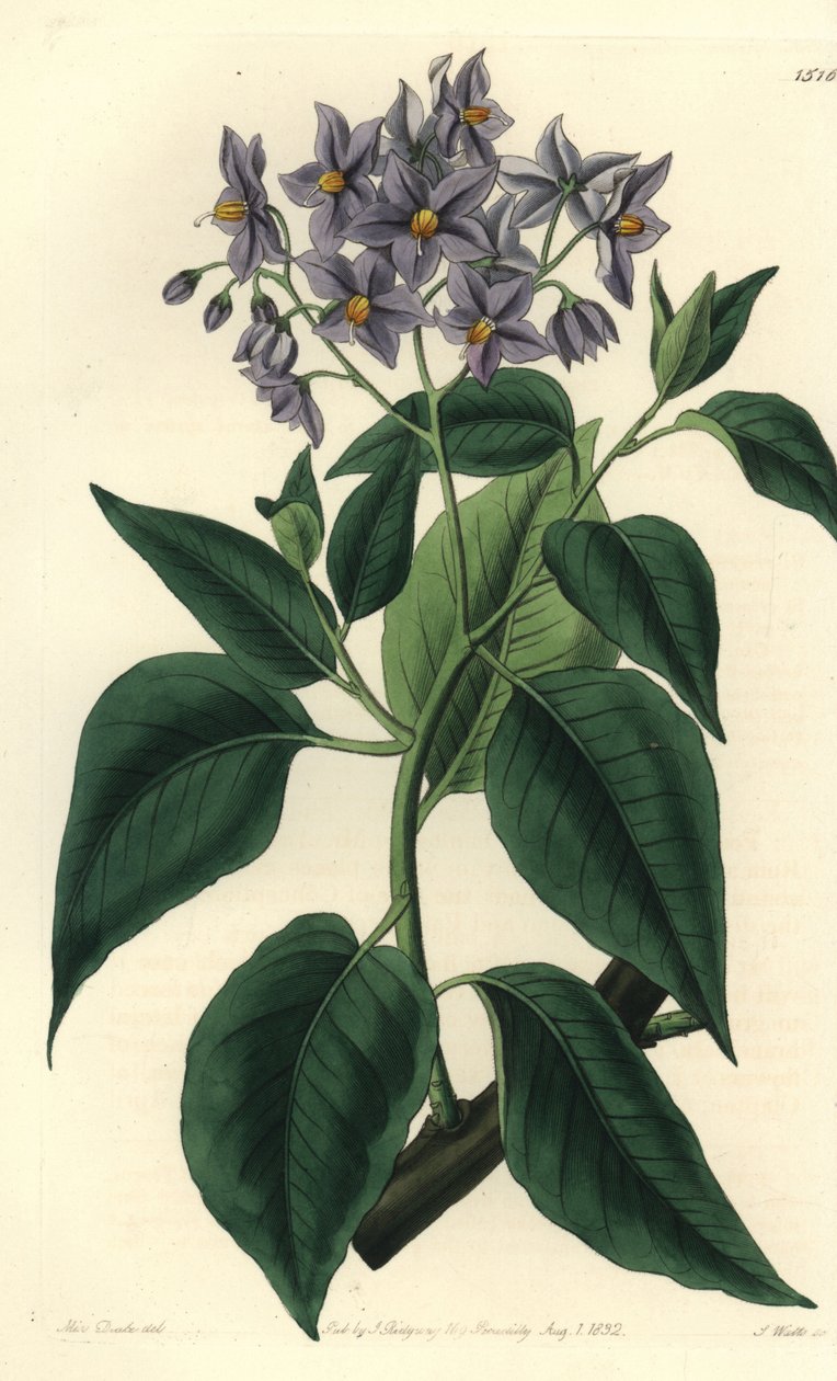 Chilenskt potatisträd eller krusbladigt solanum. Handkolorerad kopparstick av S. Watts efter en illustration av Miss Sarah Drake från Sydenham Edwards