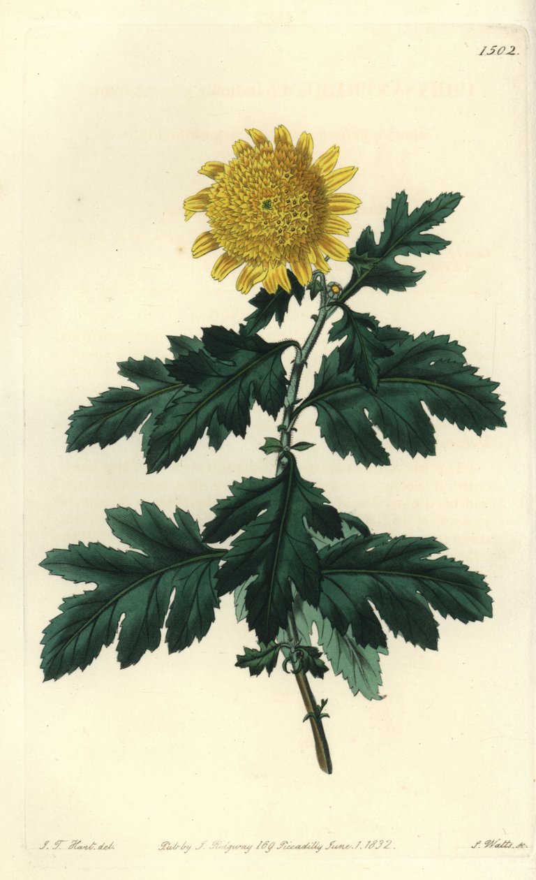 Kinesisk kamomill eller indisk krysantem - Dubbelgul indisk krysantemum, Chrysanthemum indicum var. plenarmöte. Handkolorerad kopparstick av S. Watts efter illustration av J.T. Hart från Sydenham Edwards